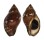 MURICIDAE NASSA FRANCOLINA shell
