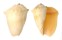VOLUTIDAE MELO BRODERIPII shell