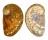 HALIOTIDAE HALIOTIS SEMIPLICATA shell