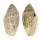 MARGINELLIDAE MARGINELLA ROSEA shell
