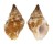 BUCCINIDAE CANTHARUS AURITULA shell