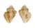 MURICIDAE FAVARTIA NUCEA shell
