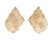 MURICIDAE FAVARTIA NUCEA shell