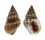 NASSARIIDAE NASSARIUS VIBEX shell