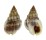 NASSARIIDAE NASSARIUS VIBEX shell