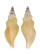 BUCCINIDAE BARTSCHIA FUSIFORMIS shell