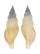 BUCCINIDAE BARTSCHIA FUSIFORMIS shell