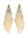 BUCCINIDAE BARTSCHIA FUSIFORMIS shell