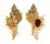 MURICIDAE CHICOREUS TERRITUS shell