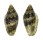 MARGINELLIDAE MARGINELLA SPINACIA shell