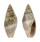 MITRIDAE MITRA MARMOREA shell