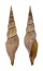 VOLUTIDAE CALLIOTECTUM JOHNSONI shell