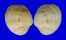 VENERIDAE ANTIGONA LISTERI shell