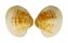 VENERIDAE PITAR FULMINATUS shell