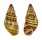 LANDSNAIL AMPHYDROMUS POECILOCHROUS shell