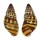 LANDSNAIL AMPHYDROMUS POECILOCHROUS shell