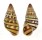 LANDSNAIL AMPHYDROMUS POECILOCHROUS shell