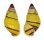 LANDSNAIL AMPHYDROMUS POECILOCHROUS CANDIDUS shell