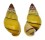 LANDSNAIL AMPHYDROMUS POECILOCHROUS CANDIDUS shell