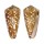 CONIDAE CONUS VICTOR shell