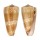 CONIDAE CONUS VICTOR shell