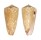 CONIDAE CONUS VICTOR shell
