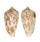 CONIDAE CONUS WITTIGI shell
