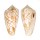 CONIDAE CONUS WITTIGI shell