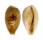 CYPRAEIDAE ERRONEA OVUM shell