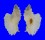 MURICIDAE PTERYNOTUS PELLUCIDUS shell