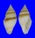 TURRIDAE BATHYTOMA GORDONLARKI shell