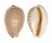 CYPRAEIDAE NOTOCYPRAEA ANGUSTATA shell