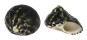 TROCHIDAE CITTARIUM PICA shell