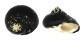 TROCHIDAE CITTARIUM PICA shell