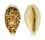 CYPRAEIDAE BLASICRURA COXENI shell