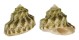 TURBINIDAE ASTRAEA TUBER shell