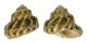 TURBINIDAE ASTRAEA TUBER shell
