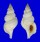 RANELLIDAE SASSIA SEMITORTA shell