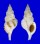 RANELLIDAE SASSIA SEMITORTA shell