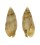 VOLUTIDAE ENAETA REEVEI shell