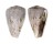 CONIDAE CONUS PAPILLIFERUS shell