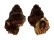 BURSIDAE BURSA CORRUGATA PUSTULOSA shell