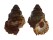 BURSIDAE BURSA CORRUGATA PUSTULOSA shell