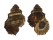 BURSIDAE BURSA CORRUGATA PUSTULOSA shell