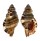 RANELLIDAE MONOPLEX MARTINIANUS shell