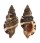 RANELLIDAE MONOPLEX MARTINIANUS shell