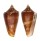 CONIDAE CONUS AMADIS NEPTUNUS shell