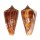 CONIDAE CONUS AMADIS NEPTUNUS shell