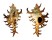 MURICIDAE CHICOREUS SPECTRUM shell