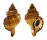 RANELLIDAE CYMATIUM PARTHENOPEUM shell